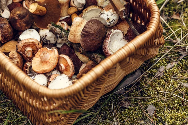 Cesta com cogumelos — Fotografia de Stock