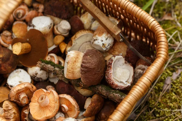 버섯과 바구니 — 스톡 사진