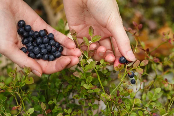 Picking bilberries — Stock Photo, Image