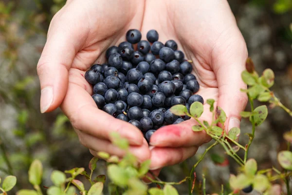 Handful of bilberries — Stock Photo, Image