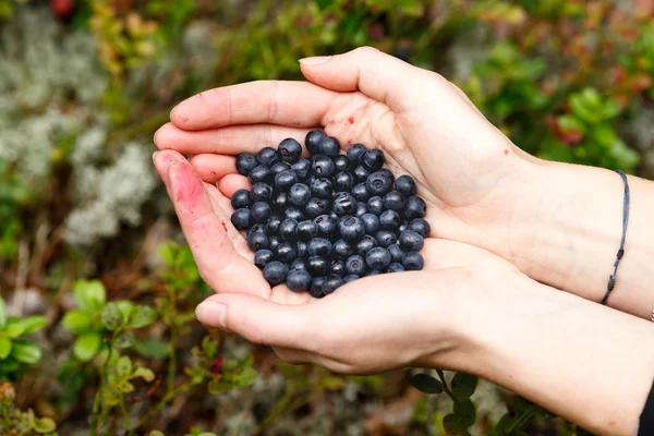 Eine Handvoll Heidelbeeren — Stockfoto