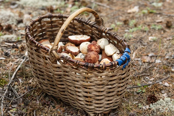 버섯과 바구니 — 스톡 사진