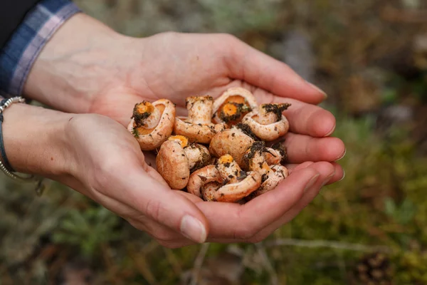Горстка грибов — стоковое фото
