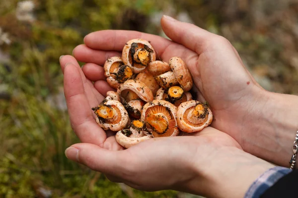 버섯의 소수 — 스톡 사진
