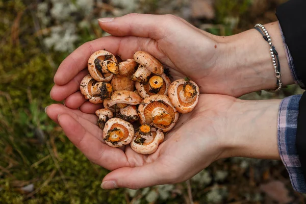 Une poignée de champignons — Photo