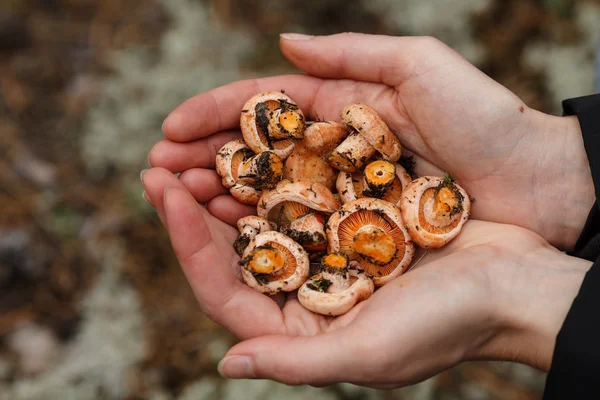 Handful of mushrooms — Stock Photo, Image