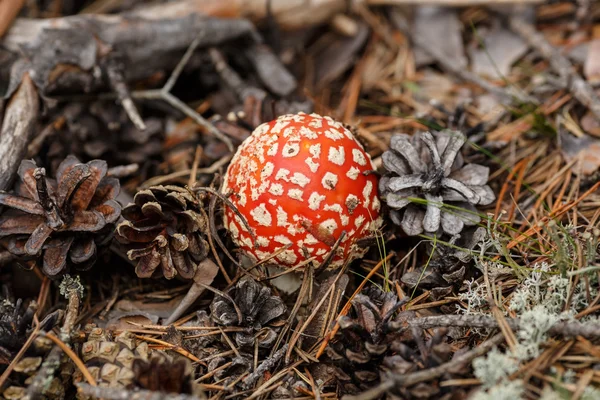 Amanita. —  Fotos de Stock