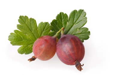 Bektaşi üzümü