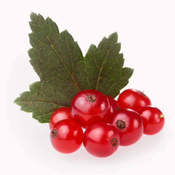 Red currant bunch — Stock Photo, Image