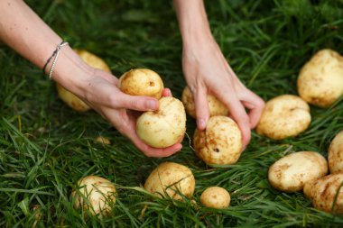 patates hasadı
