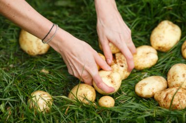 patates hasadı