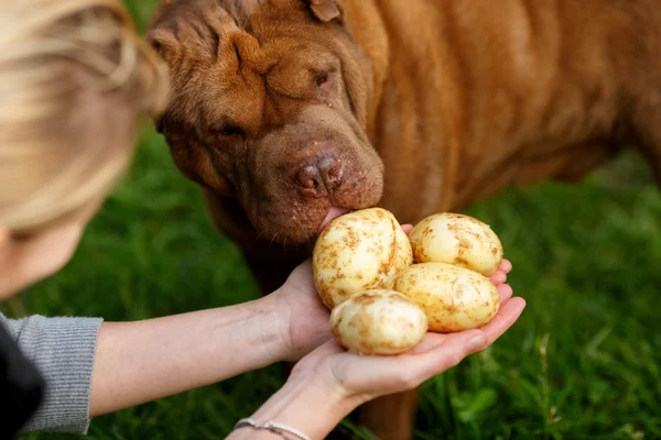 Raccolta delle patate — Foto Stock