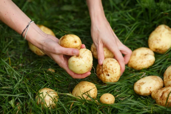 Kartoffelernte — Stockfoto