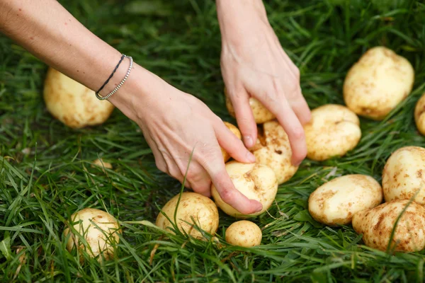 Recolección de patatas —  Fotos de Stock