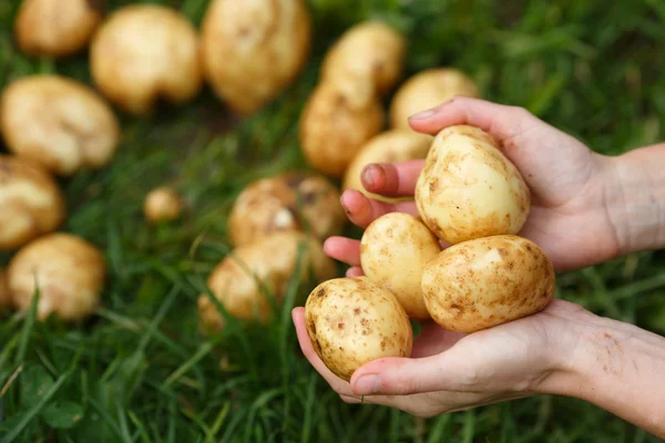 Recolección de patatas —  Fotos de Stock