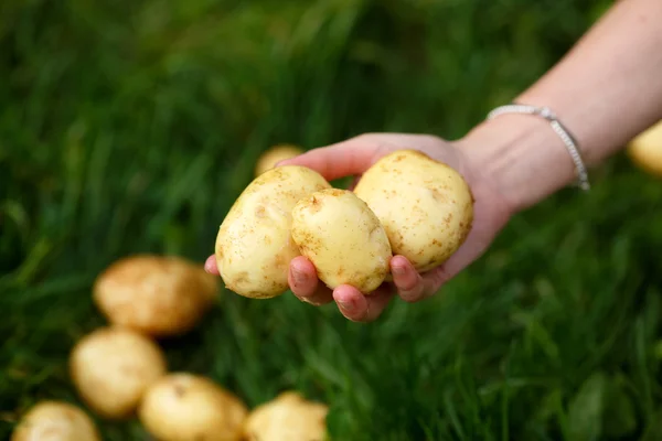 Kartoffelernte Stockfoto