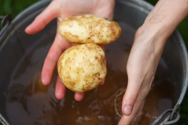 Kartoffelernte Stockbild