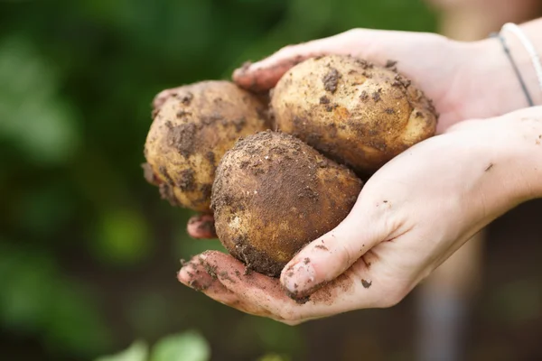 Уборка картофеля — стоковое фото