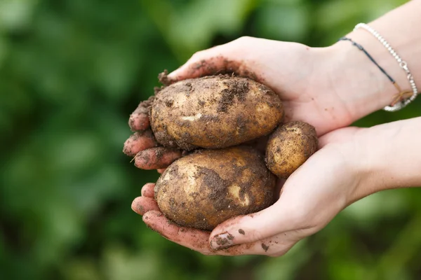 Potatis skörd — Stockfoto