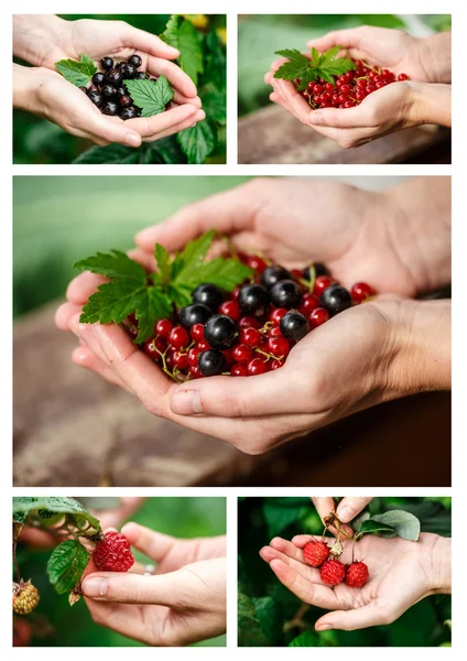 Beeren pflücken — Stockfoto