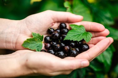 Blackcurrant malzeme çekme