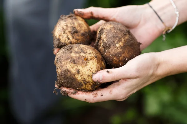 Potato harvesting