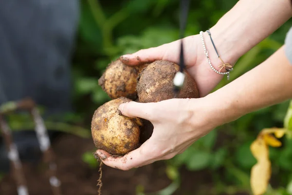 Récolte de pommes de terre — Photo