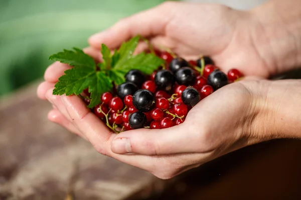 Currant berries picking — Stock Photo, Image