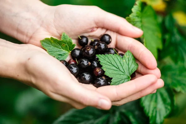 Schwarze Johannisbeeren pflücken — Stockfoto