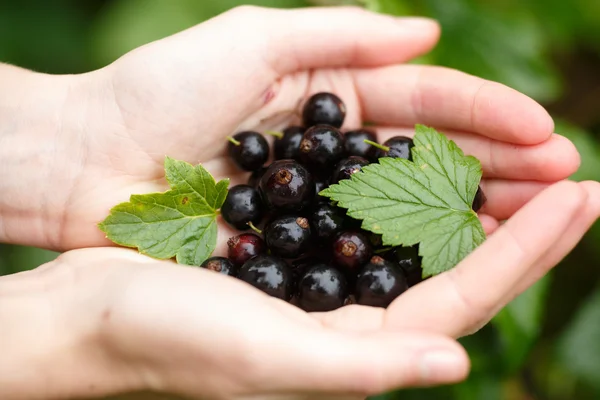 Schwarze Johannisbeeren pflücken — Stockfoto