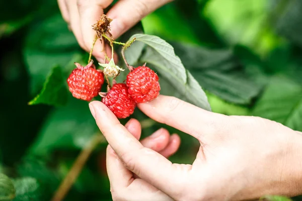나무 딸기 따기 — 스톡 사진