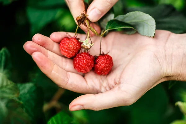 Raspberry plockning — Stockfoto