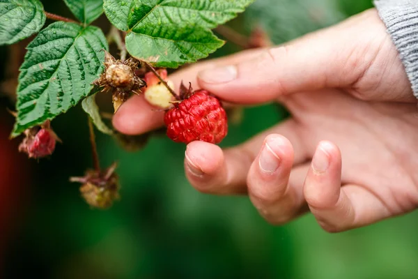 Cueillette des framboises — Photo