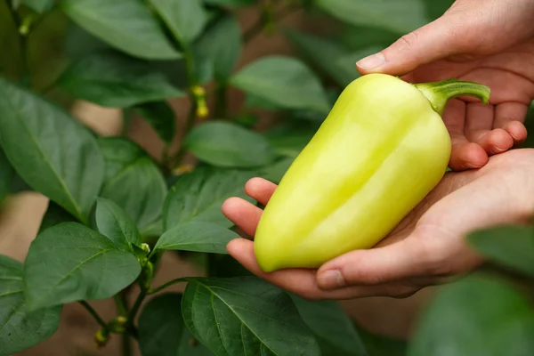 Paprika termés — Stock Fotó