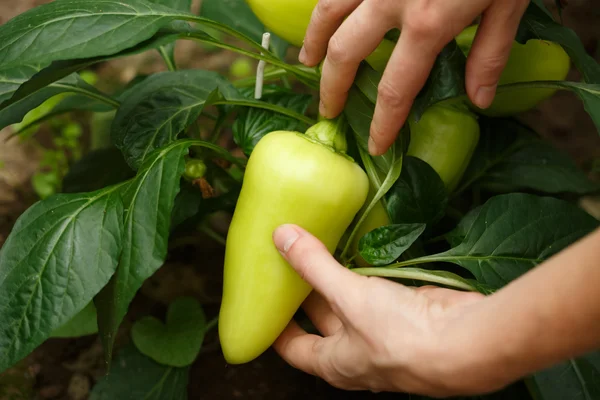 Paprika termés — Stock Fotó