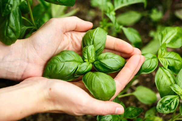 Basil leaves