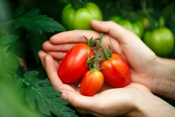 Tomates maduros —  Fotos de Stock