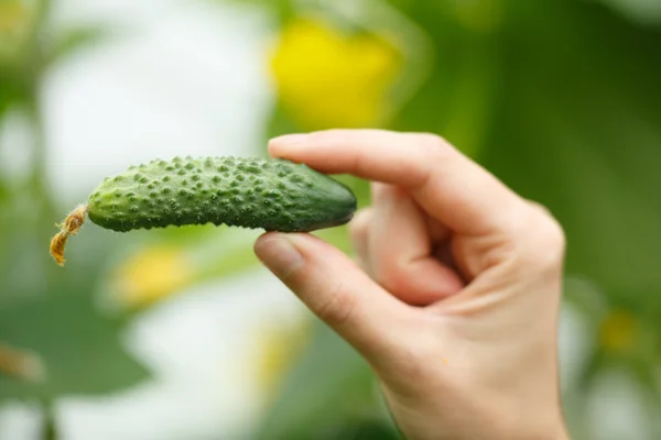 Pepino — Fotografia de Stock