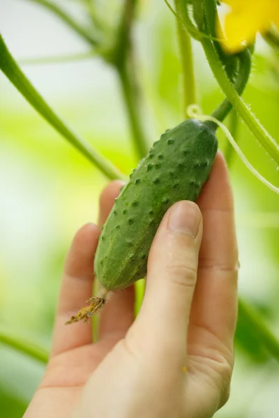 Pepino minúsculo — Fotografia de Stock