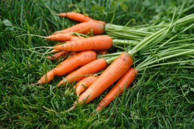 Carrots harvest clipart