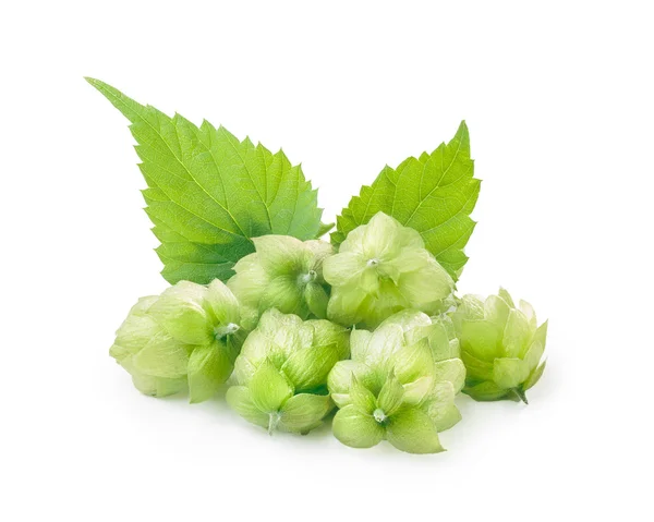 Luppolo (humulus) ) — Foto Stock