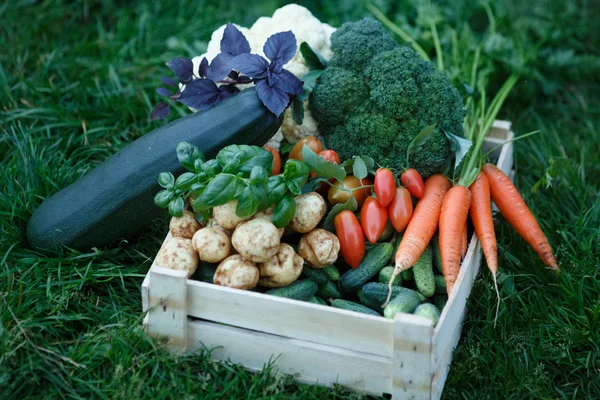 Raccolta delle verdure — Foto Stock