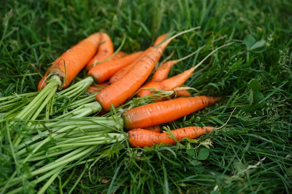 Morötter skörd — Stockfoto