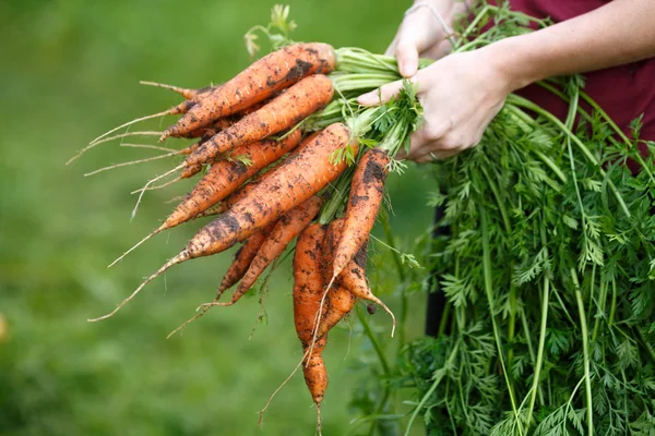 Cosecha de zanahorias — Foto de Stock