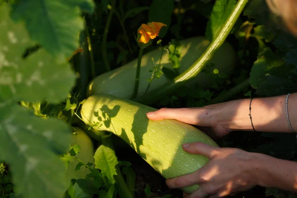 Récolte de courges — Photo