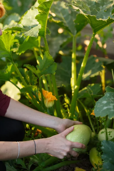 Récolte de courges — Photo