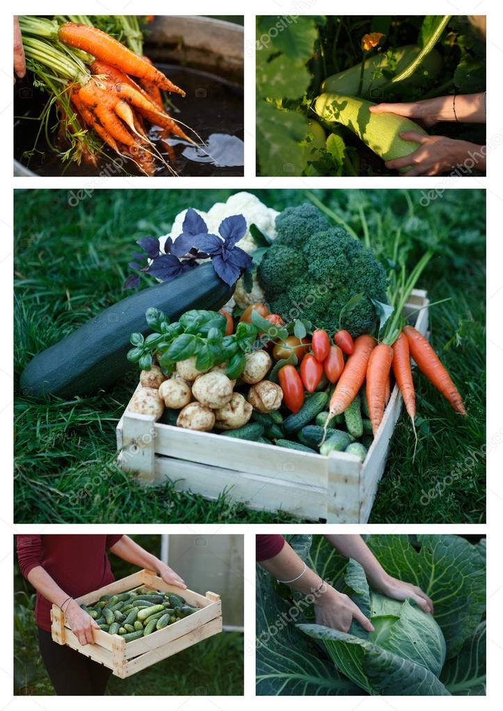Harvest collage