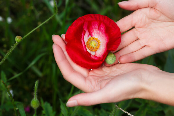 Hands holding poppy