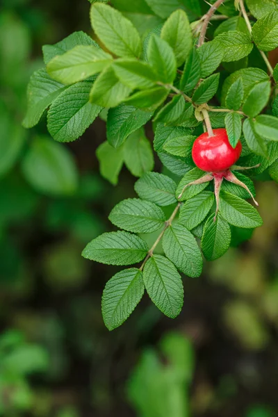 Rose hip — Stock Photo, Image