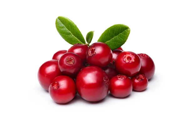 Cowberry (foxberry, lingonberry ) — Stok Foto